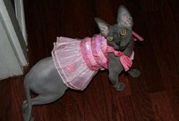 Fed Up Felines Image 4