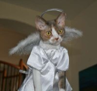 Fed Up Felines Image 6
