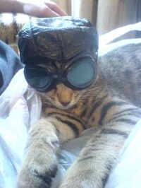 Fed Up Felines Image 7