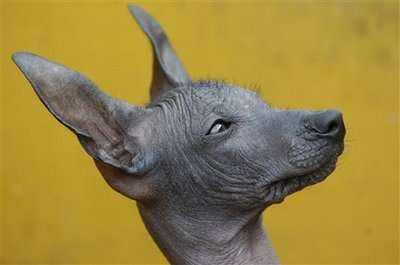 47 Petcessories To Make Even A Peruvian Hairless Dog Less Ugly