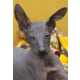 47 Petcessories To Make Even A Peruvian Hairless Dog Less Ugly Image 3