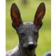 47 Petcessories To Make Even A Peruvian Hairless Dog Less Ugly Image 4