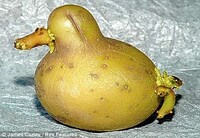 Promoting Deformed Produce Image 2