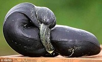 Promoting Deformed Produce Image 3