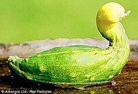Promoting Deformed Produce Image 5