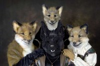 Fox Obsessions Image 2