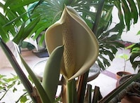 Monstrous Edibles Image 6