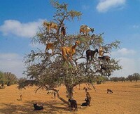 Tree Climbing Goats Image 2