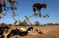 Tree Climbing Goats Image 3