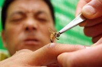 Bee Venom Therapy Image 2