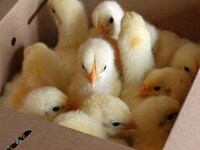 Glow-in-the-Dark Chickens Image 2