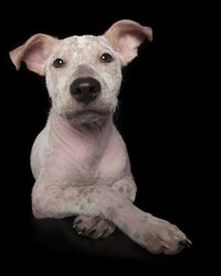 Disabled Pet Portraits Image 6