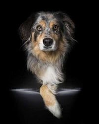Disabled Pet Portraits Image 7