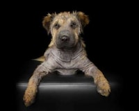 Disabled Pet Portraits Image 8