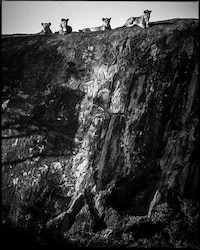 Dignified Wildlife Photography Image 3