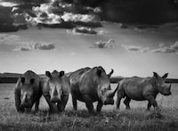 Dignified Wildlife Photography Image 4