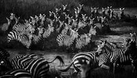 Dignified Wildlife Photography Image 5