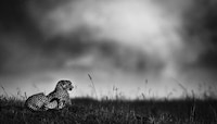 Dignified Wildlife Photography Image 6