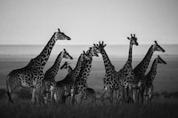 Dignified Wildlife Photography Image 7
