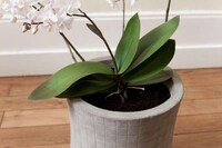 Power Plant Planters Image 4