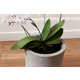 Power Plant Planters Image 4