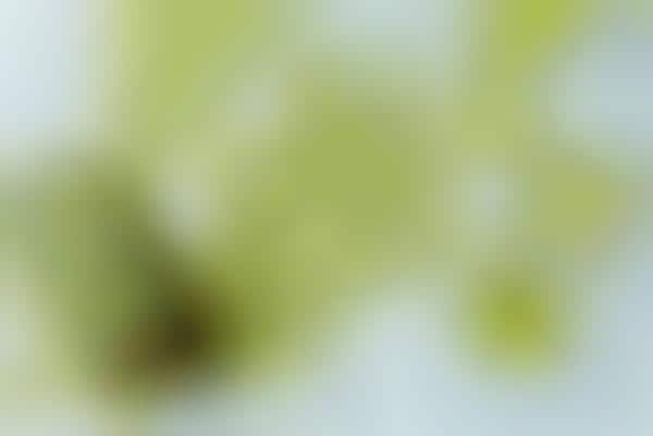 Matcha Ice Pops