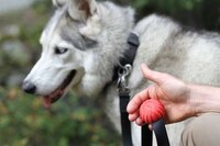 Grippable Leash Attachments Image 2