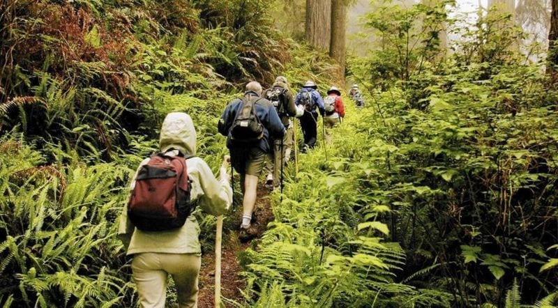 Rejuvenating Forest Retreats