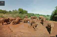 Virtual Safari Tours