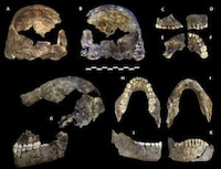3D-Printed Fossils Image 2