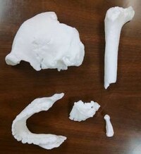 3D-Printed Fossils Image 3