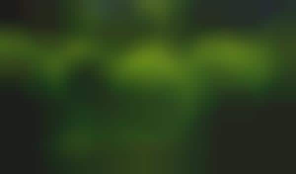 Illuminating Firefly Parks