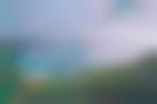 Canine Explorer Photography