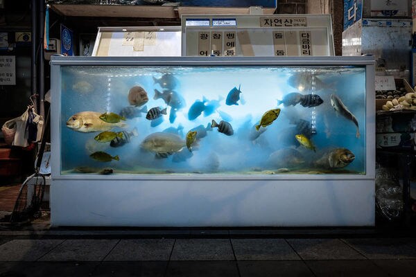Fish Tank Photography
