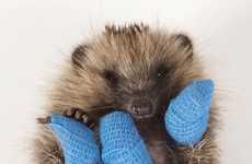 Hedgehog-Saving Initiatives