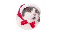 Cozy Cat Cowls Image 2