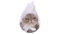 Cozy Cat Cowls Image 3