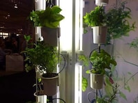 Luminous Vertical Gardens Image 4