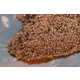 Fire Ant Rafts Image 3