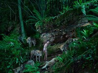 Chilling Feral Children Photos Image 4