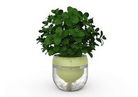 Smart Indoor Herb Gardens Image 6
