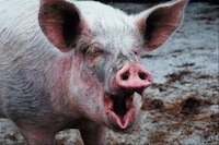 Organ Donating Animals Image 3