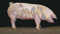 Organ Donating Animals Image 6