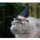 Feline Halloween Hats Image 2