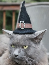 Feline Halloween Hats Image 3