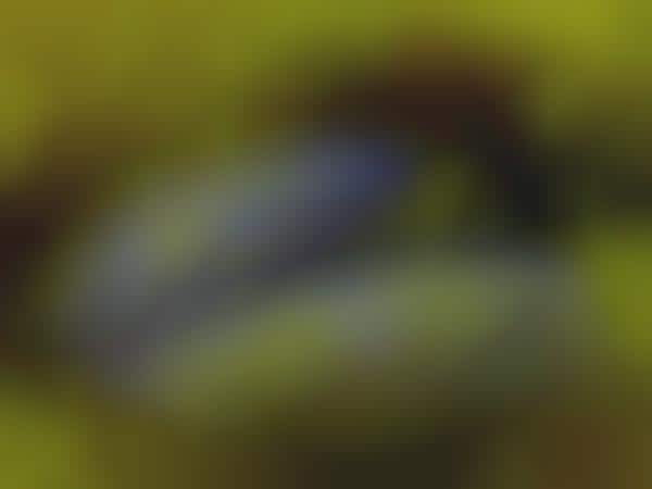 Ocular Bee Images