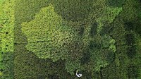 Massive Crop Maps