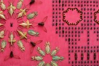 Kaleidoscope Insect Decals Image 2