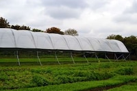 Ex-Offender Vegetable Gardens Image 6