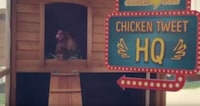 Tweeting Chicken Campaigns Image 2